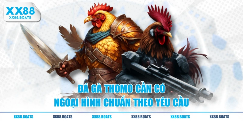 Đá gà Thomo cần có ngoại hình chuẩn theo yêu cầu