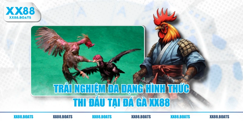 Trải nghiệm đa dạng hình thức thi đấu tại đá gà XX88